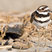 Killdeer
